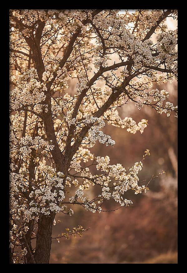 May Tree Covered In White Blossoms
