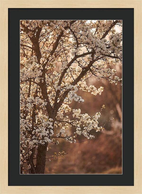 May Tree Covered In White Blossoms