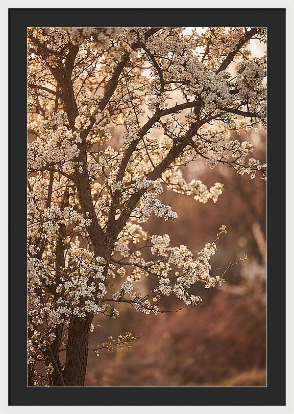 May Tree Covered In White Blossoms