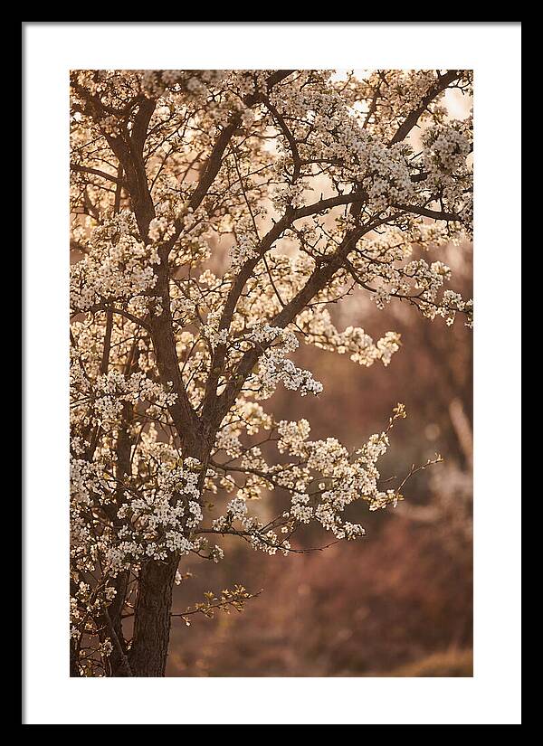 May Tree Covered In White Blossoms