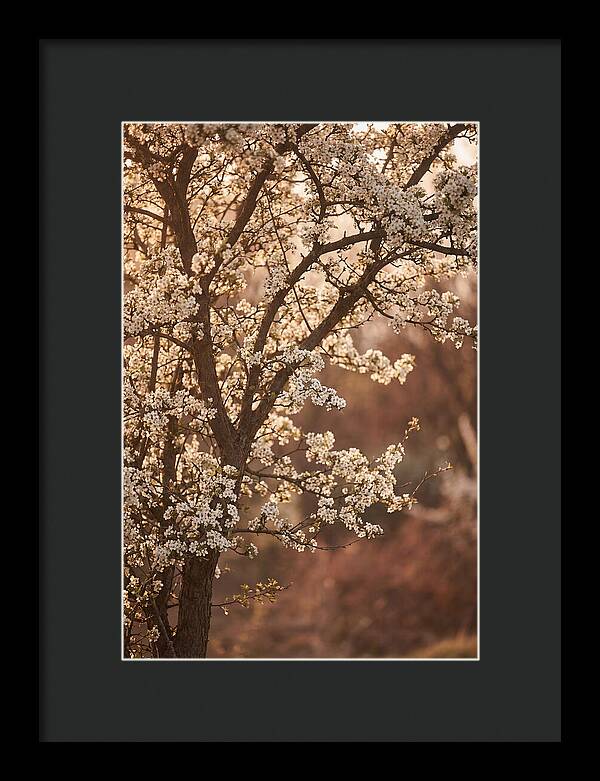 May Tree Covered In White Blossoms