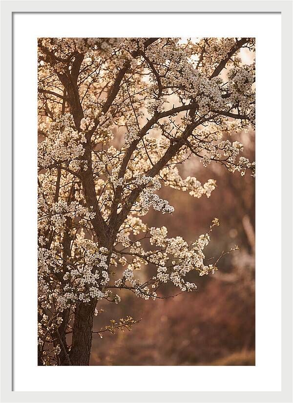 May Tree Covered In White Blossoms