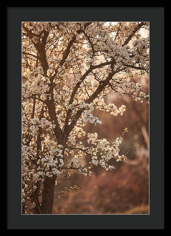 May Tree Covered In White Blossoms