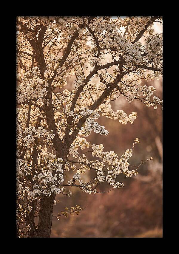 May Tree Covered In White Blossoms