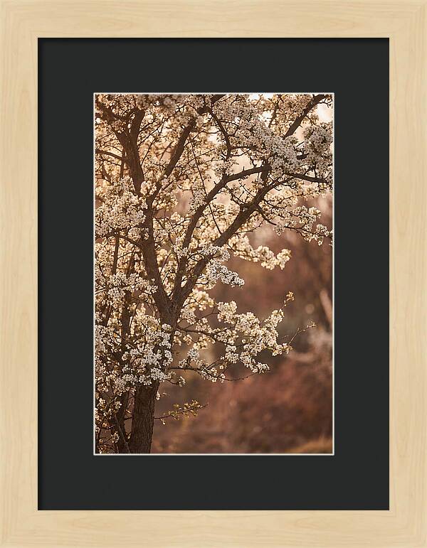 May Tree Covered In White Blossoms