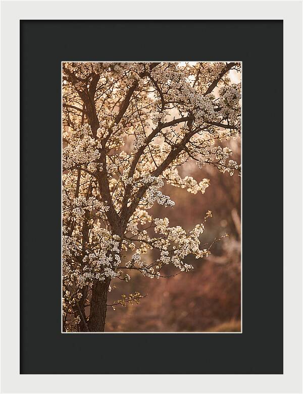 May Tree Covered In White Blossoms