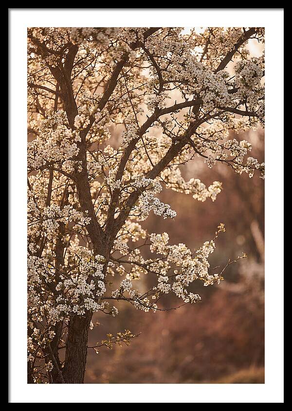 May Tree Covered In White Blossoms