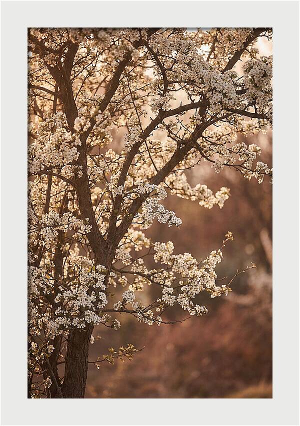 May Tree Covered In White Blossoms