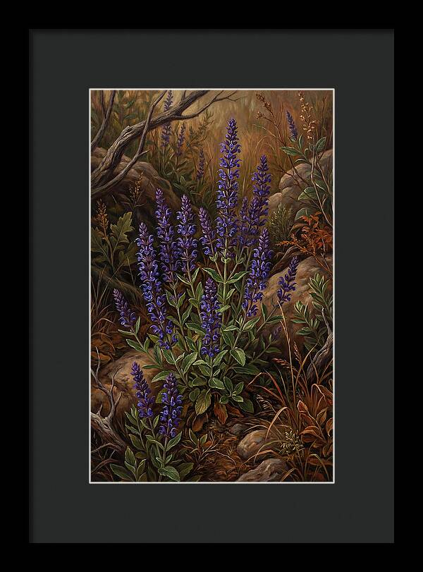 Meadow Clary Salvia In Bloom