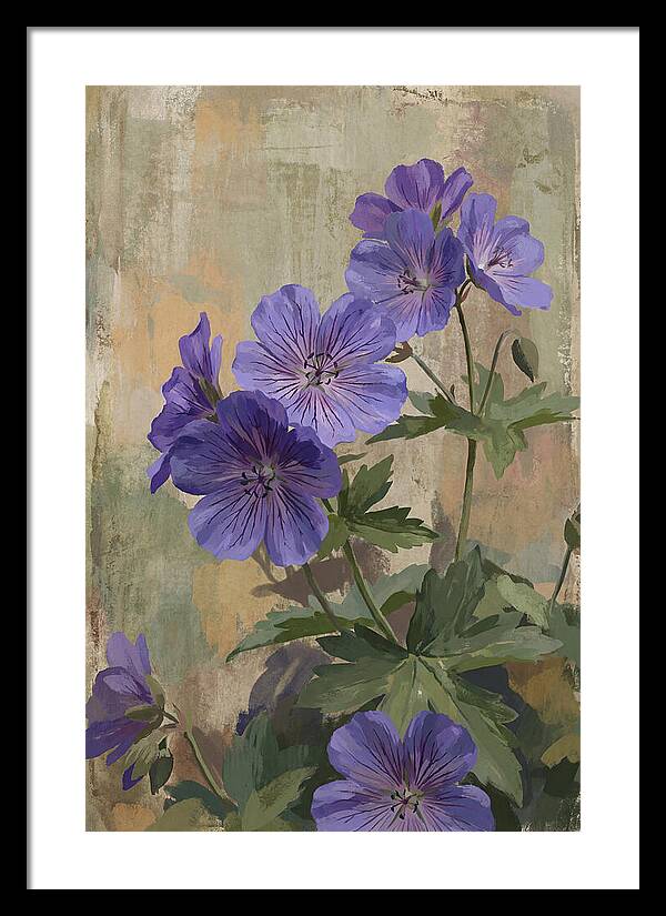 Meadow Cranesbill Geranium Blooms