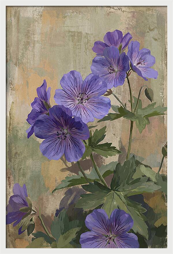 Meadow Cranesbill Geranium Blooms