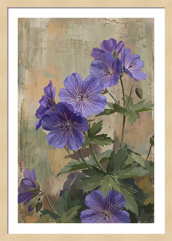 Meadow Cranesbill Geranium Blooms