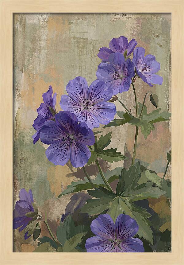 Meadow Cranesbill Geranium Blooms
