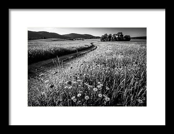 Meadow Of Wildflowers In Sunlight