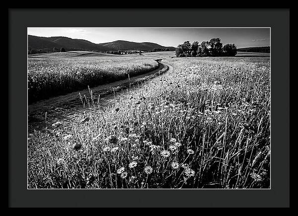 Meadow Of Wildflowers In Sunlight
