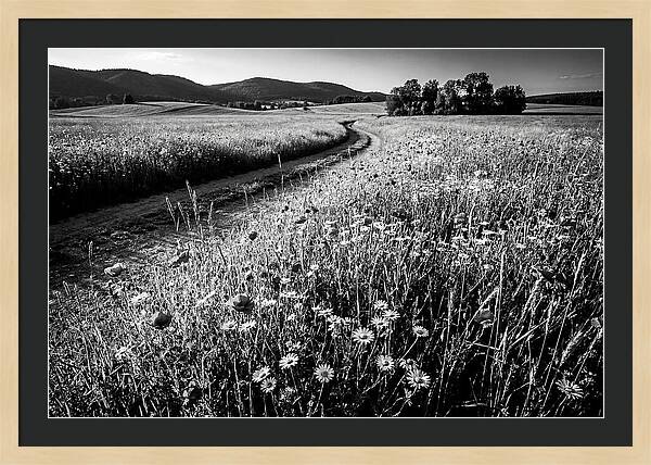 Meadow Of Wildflowers In Sunlight