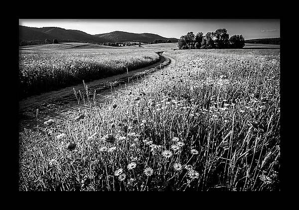 Meadow Of Wildflowers In Sunlight