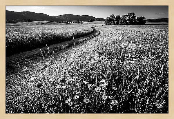 Meadow Of Wildflowers In Sunlight