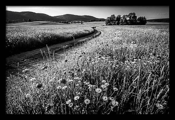 Meadow Of Wildflowers In Sunlight