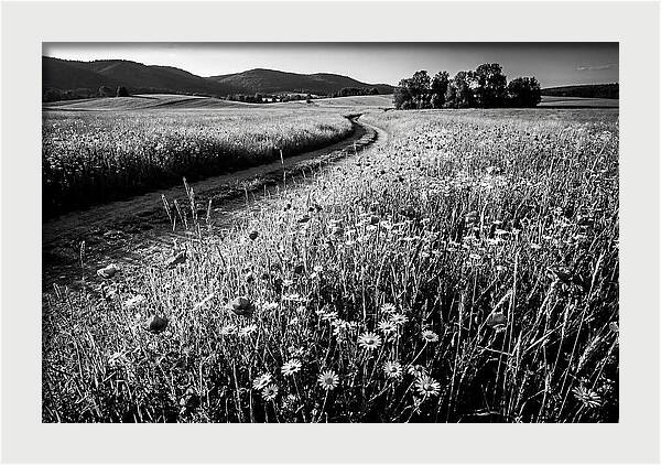 Meadow Of Wildflowers In Sunlight