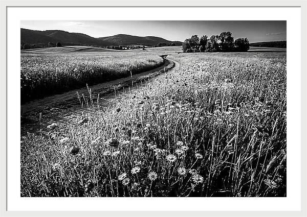 Meadow Of Wildflowers In Sunlight