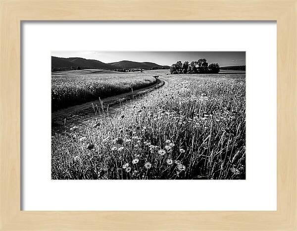 Meadow Of Wildflowers In Sunlight