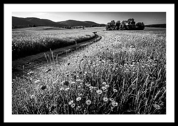 Meadow Of Wildflowers In Sunlight