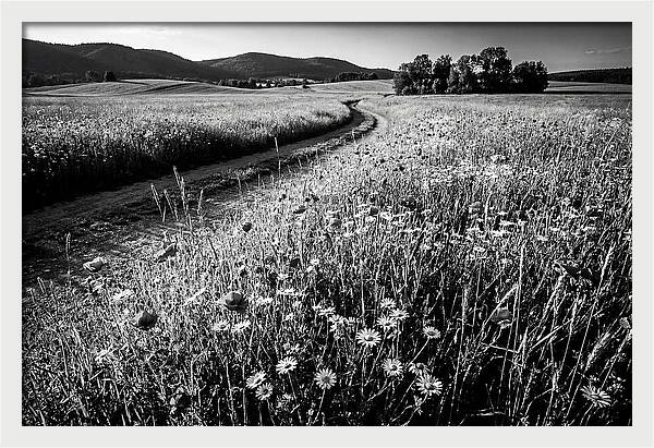 Meadow Of Wildflowers In Sunlight