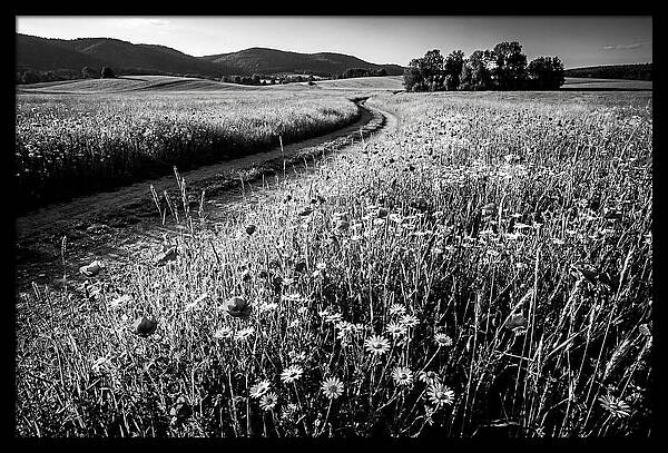 Meadow Of Wildflowers In Sunlight