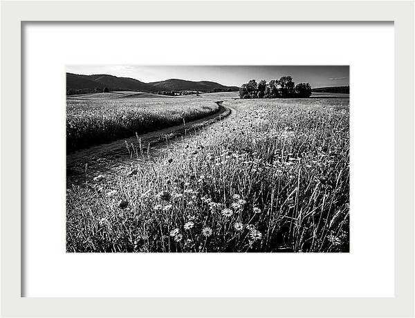 Meadow Of Wildflowers In Sunlight