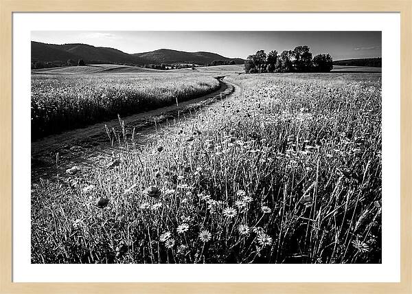 Meadow Of Wildflowers In Sunlight