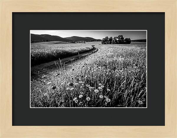 Meadow Of Wildflowers In Sunlight