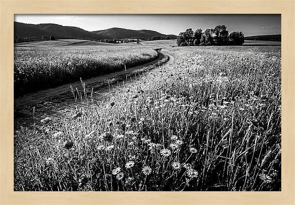 Meadow Of Wildflowers In Sunlight