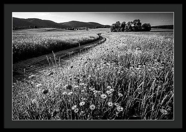 Meadow Of Wildflowers In Sunlight