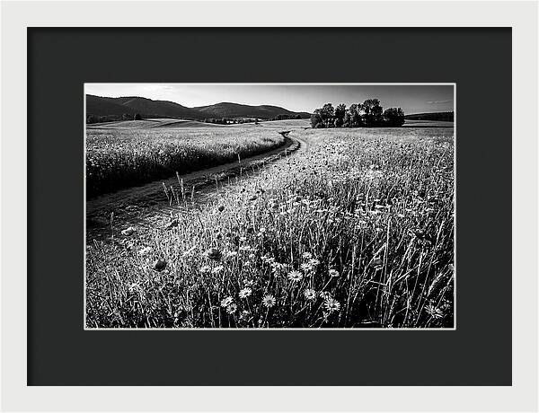 Meadow Of Wildflowers In Sunlight