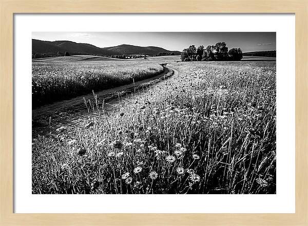 Meadow Of Wildflowers In Sunlight