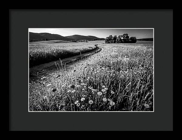 Meadow Of Wildflowers In Sunlight