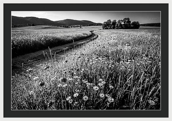 Meadow Of Wildflowers In Sunlight