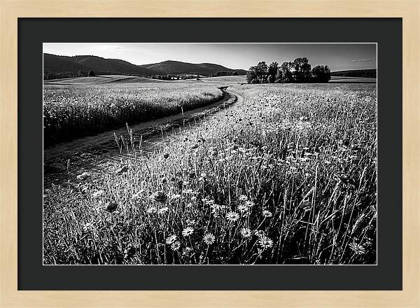 Meadow Of Wildflowers In Sunlight