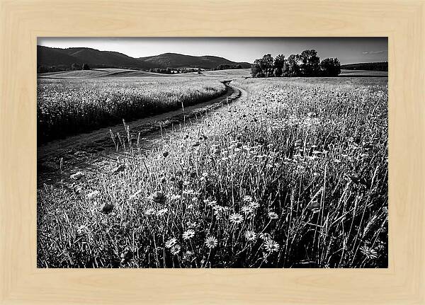 Meadow Of Wildflowers In Sunlight