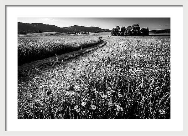 Meadow Of Wildflowers In Sunlight