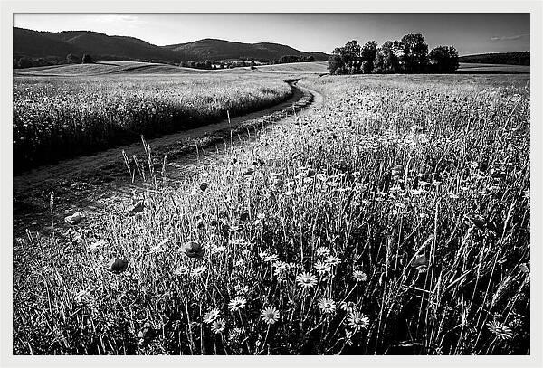 Meadow Of Wildflowers In Sunlight