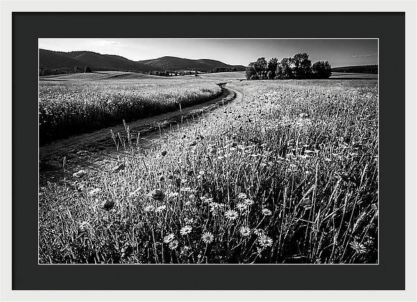 Meadow Of Wildflowers In Sunlight