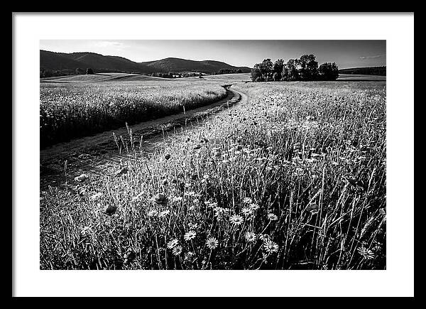 Meadow Of Wildflowers In Sunlight