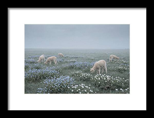 Meadow With Baby Lambs