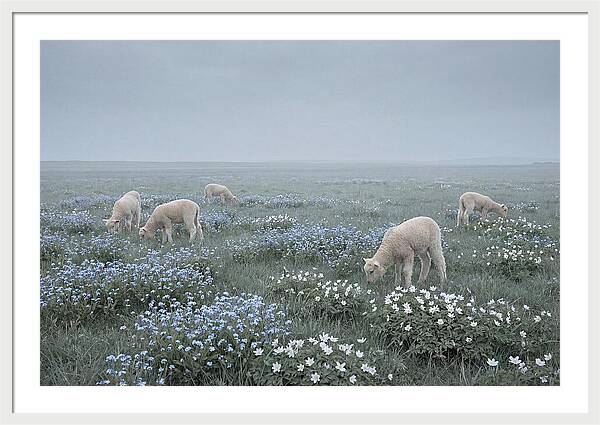 Meadow With Baby Lambs