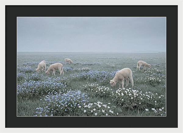 Meadow With Baby Lambs