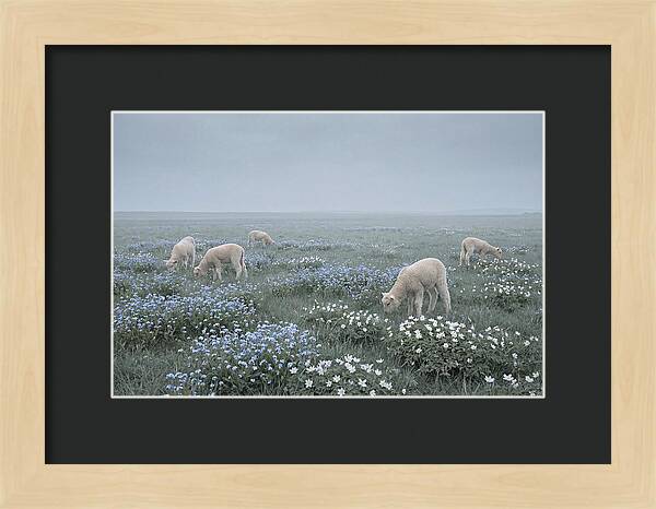 Meadow With Baby Lambs
