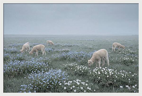 Meadow With Baby Lambs