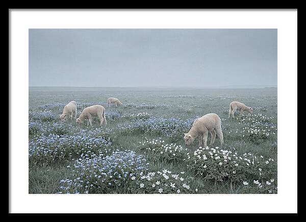 Meadow With Baby Lambs